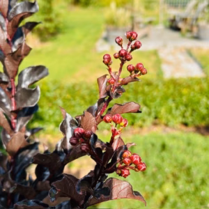 Lagerstroemia i. 'Coconut Sorbet' (Indische sering)