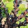 Lagerstroemia i. 'Coconut Sorbet' (Indische sering)