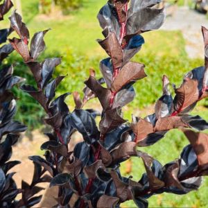 Lagerstroemia i. 'Coconut Sorbet' (Indische sering)