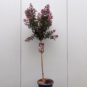 Lagerstroemia i. 'Rhapsody Pink (Indische sering)' op stam 80 cm