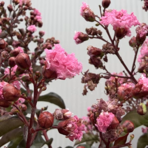 Lagerstroemia i. 'Rhapsody Pink (Indische sering)' op stam 80 cm