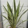 Phormium tenax Variegatum (Nieuw Zeelands vlas)