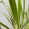 Phormium tenax Variegatum (Nieuw Zeelands vlas)