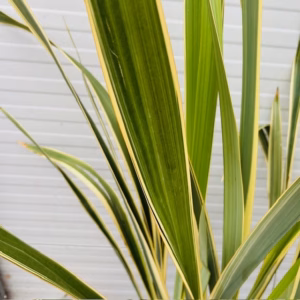 Phormium tenax Variegatum (Nieuw Zeelands vlas)
