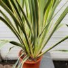 Phormium tenax Variegatum (Nieuw Zeelands vlas)