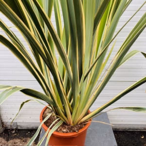 Phormium tenax Variegatum (Nieuw Zeelands vlas)