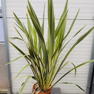 Phormium (Nieuw Zeelands vlas)