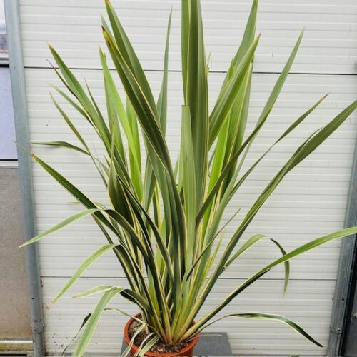 Phormium (Nieuw Zeelands vlas)