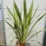 Phormium tenax Variegatum (Nieuw Zeelands vlas)
