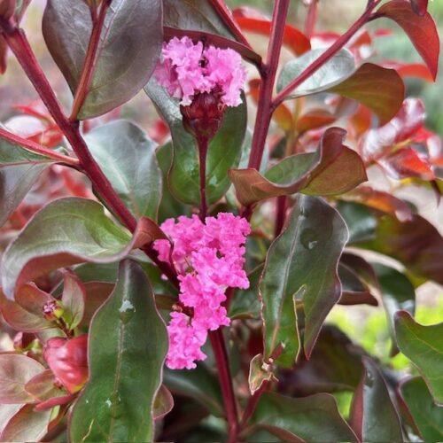 Lagerstroemia (Indische sering)