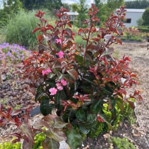Lagerstroemia i. 'Rhapsody Pink (Indische sering)'