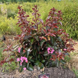Lagerstroemia i. 'Rhapsody Pink (Indische sering)'