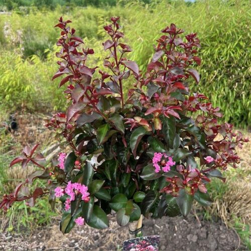 Lagerstroemia i. 'Rhapsody Pink (Indische sering)'