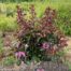 Lagerstroemia i. 'Rhapsody Pink (Indische sering)'