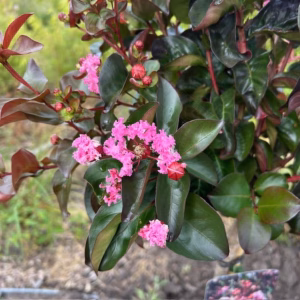 Lagerstroemia i. 'Rhapsody Pink (Indische sering)'
