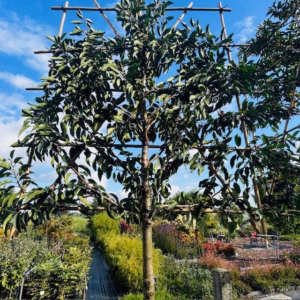 Prunus l. Angustifolia (Portugese Laurierkers) leiboom stam