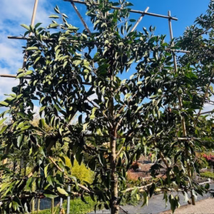 Prunus l. Angustifolia (Portugese Laurierkers) leiboom stam