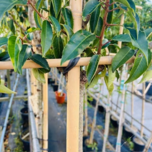 Prunus l. Angustifolia (Portugese Laurierkers) leiboom stam