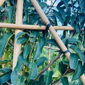 Prunus l. Angustifolia (Portugese Laurierkers) leiboom stam