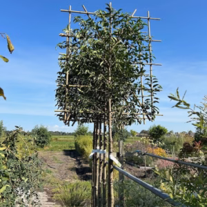 Prunus l. Angustifolia (Portugese Laurierkers) leiboom