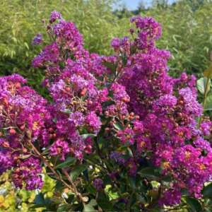 Lagerstroemia i.' Purple Star' (Indische sering)
