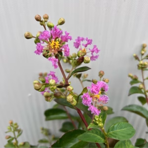 Lagerstroemia i.' Purple Star' (Indische sering