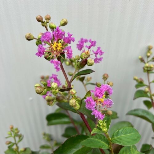Lagerstroemia i.' Purple Star' (Indische sering