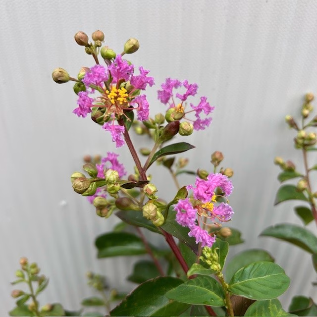Lagerstroemia i.' Purple Star' (Indische sering
