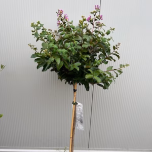 Lagerstroemia i.' Purple Star' (Indische sering