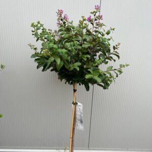 Lagerstroemia i.' Purple Star' (Indische sering
