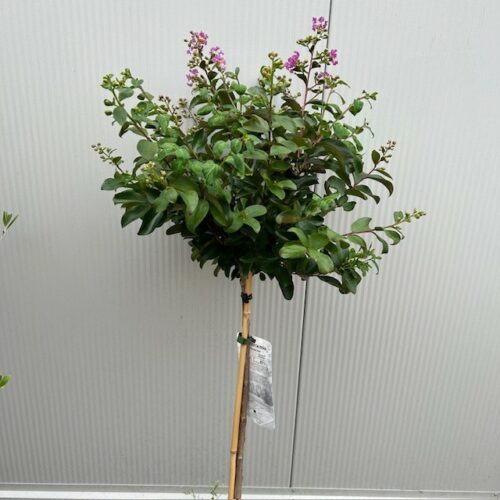 Lagerstroemia i.' Purple Star' (Indische sering