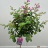 Lagerstroemia i.' Purple Star' (Indische sering