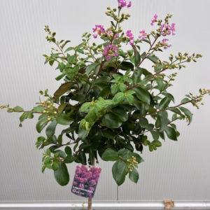 Lagerstroemia i.' Purple Star' (Indische sering