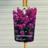 Lagerstroemia i.' Purple Star' (Indische sering)