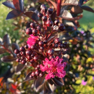 Lagerstroemia i. 'Rhapsody Blue' (Indische sering)