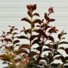 Lagerstroemia i. 'Rhapsody Blue' (Indische sering)