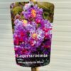 Lagerstroemia i. 'Rhapsody Blue' (Indische sering)