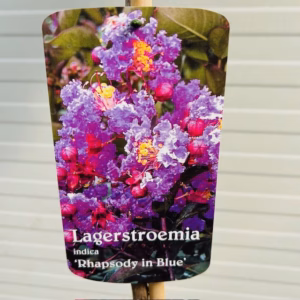 Lagerstroemia i. 'Rhapsody Blue' (Indische sering)