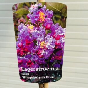Lagerstroemia i. 'Rhapsody Blue' (Indische sering)