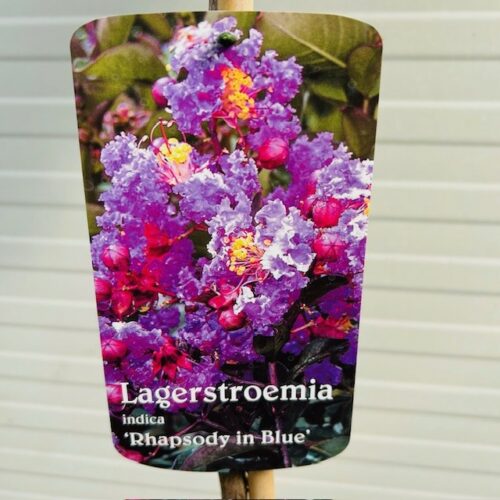 Lagerstroemia i. 'Rhapsody Blue' (Indische sering)