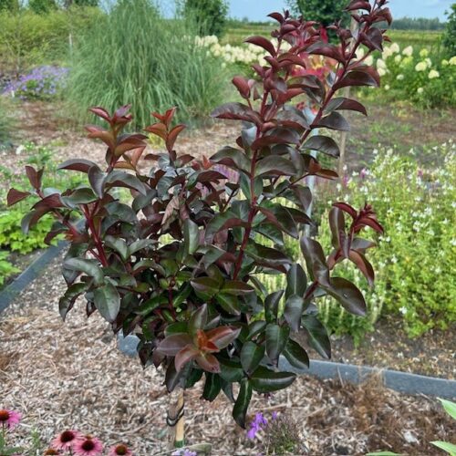 Lagerstroemia i. 'Rhapsody Blue' (Indische sering)