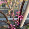 Cercis can. 'The Rising Sun (Judasboom)