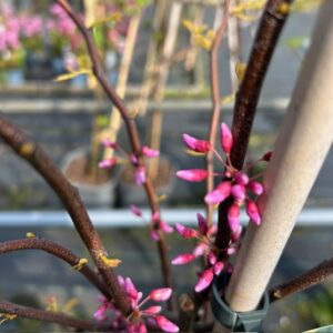 Cercis can. 'The Rising Sun (Judasboom)