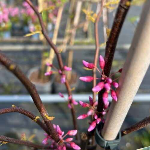 Cercis can. 'The Rising Sun (Judasboom)