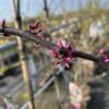 Cercis can. 'Ruby Falls' (Judasboom)