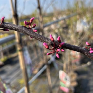 Cercis can. 'Ruby Falls' (Judasboom)
