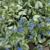 Brunnera 'Sea Heart'