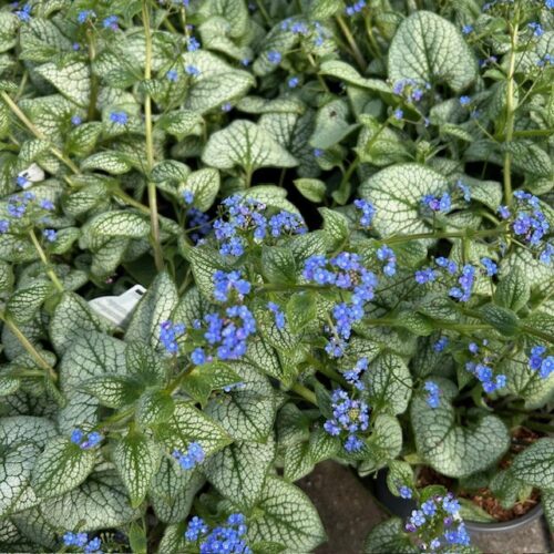 Brunnera 'Sea Heart'