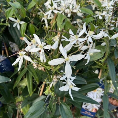 Clematis Snowdrift