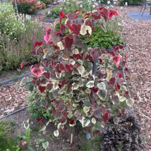 Cercis can. 'Carolina Sweetheart' (Judasboom)